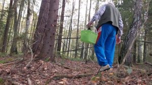 Белый гриб ТВ. Сбор грибов на  Юге Тверской области 07.09.2019