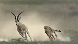 Как быстро бегает леопард