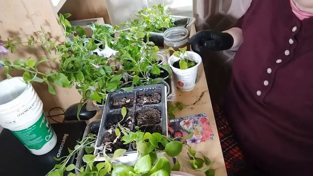 Мои заросли петунии привожу в порядок. смотреть онлайн