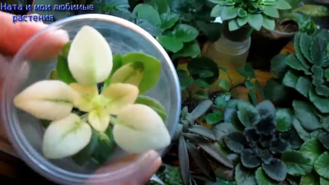 На пороге-зима, на улице-холода, а в цветочном царстве жизнь кипит ! смотреть онлайн