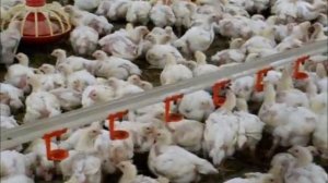 Ферма для бройлеров