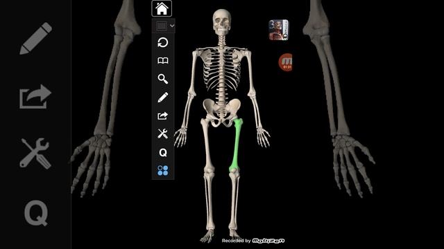 HUMAN SKELETON СКЕЛЕТ ЧЕЛОВЕКА  № 3
