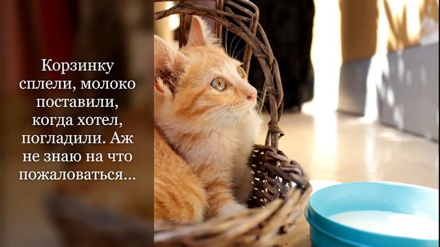 Релакс с котиками: день смешных пушистых для настроения смотреть онлайн