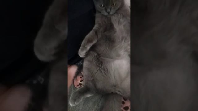 Вислоухая кошка Синди балдеет смотреть онлайн