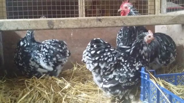 Кохинхин карликовый. ЛПХ "ЗайКИ". смотреть онлайн