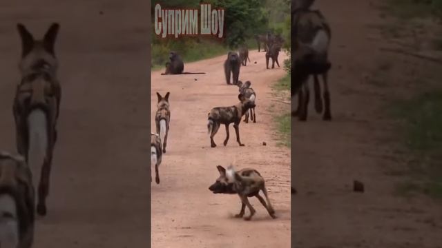 Дикие Собаки Против Бабуинов