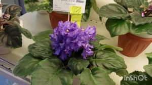 11.05.23./НОВИНКИ/Выставка фиалок(МК) в Доме фиалок на Пятницкой#фиалки#выставка#