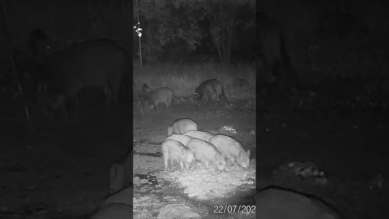 Кабаны на кормушке, охота на Кабанов! #охота #дикаяохота #hunting #охотанакабана #кабан  #охотавидео