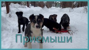 ПРИЕМЫШИ, КОРМИМ ЩЕНКОВ,ГОЛОДНЫЕ ДЕТИ
