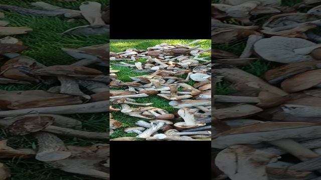 сходили за грибочками