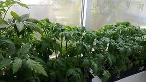 Помидоры на балконе.mp4