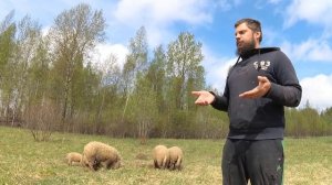 ВЕНГЕРСКАЯ МАНГАЛИЦА ЧТО Я ПОНЯЛ ЗА ОДИН ГОД