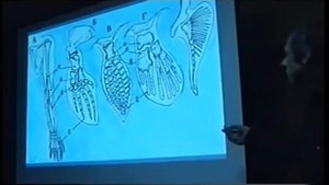 Основные нестыковки теории эволюции. А.И.Белов