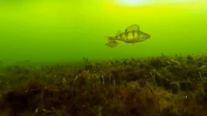 битва с крупным окунем отменяется. не берёт