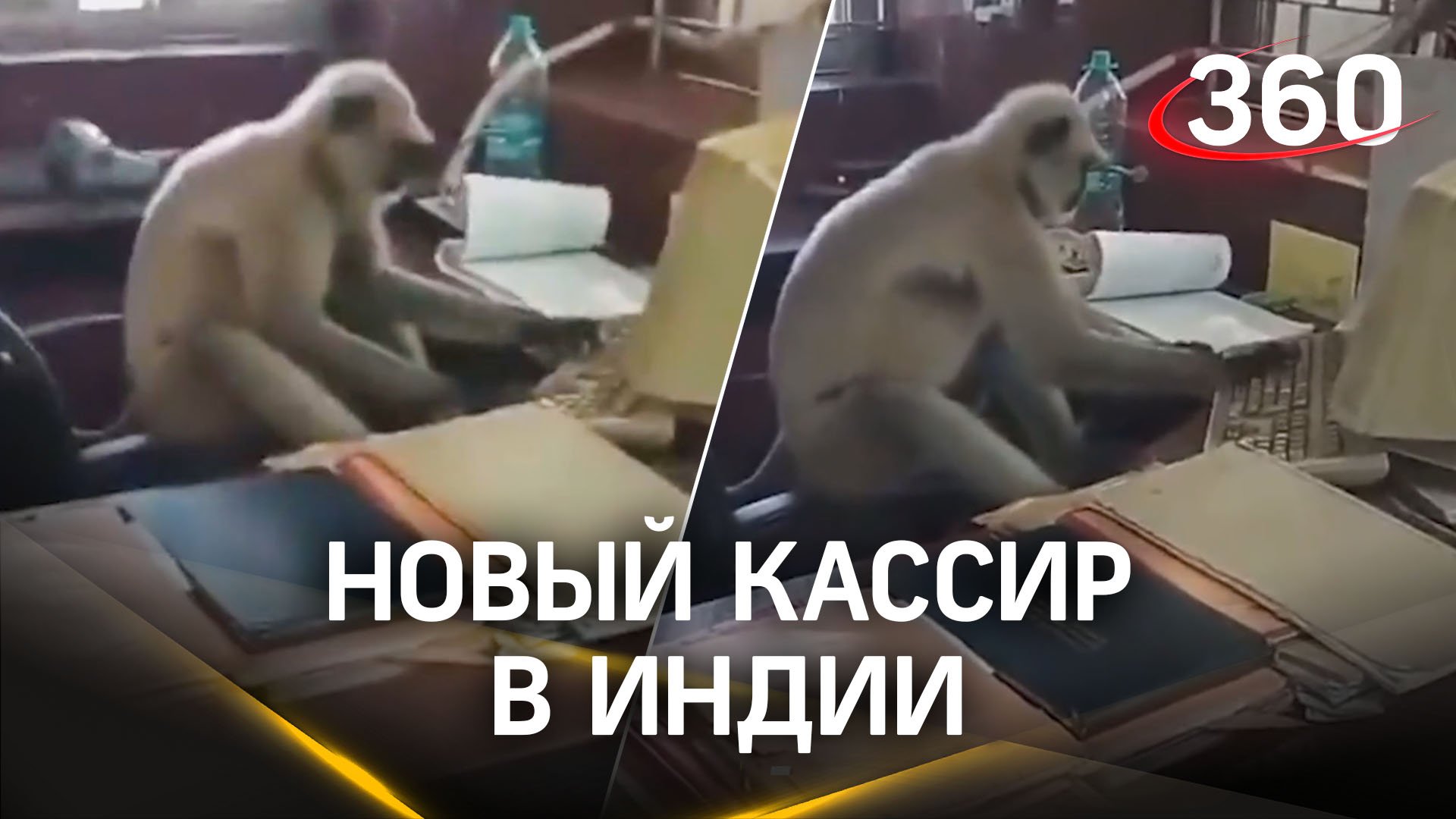 Мартышка за кассой - новый работник ж/д станции в Индии