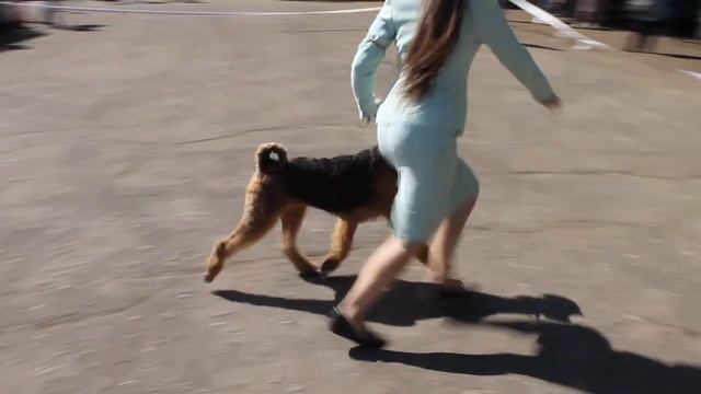 Эрдельтерьеры. 16.08.2020 г. Псков *Псковский Рубеж-2020* смотреть онлайн