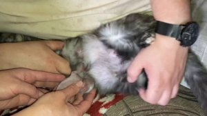 Кошка кормит крольчат /одного спасли