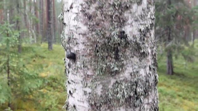 Карелия. Достопримечательности. Урозеро -природный памятник Карелии. Собираем черничку. смотреть онлайн