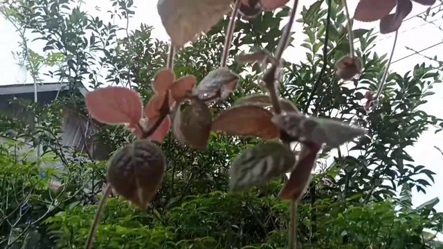 5 JENIS TANAMAN BUNGA GANTUNG EPISCIA