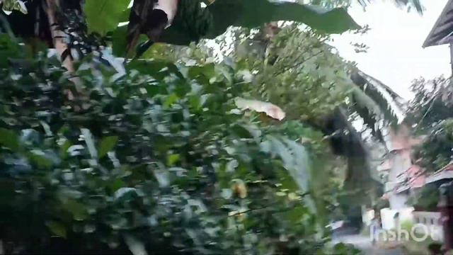പാരിജാതം അഥവാ ഗന്ധരാജൻ | Gardenia plant care and propagation | Easy growing outdoor flowering plant