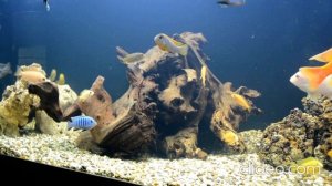 Малавийские цихлиды. Malawi cichlids.