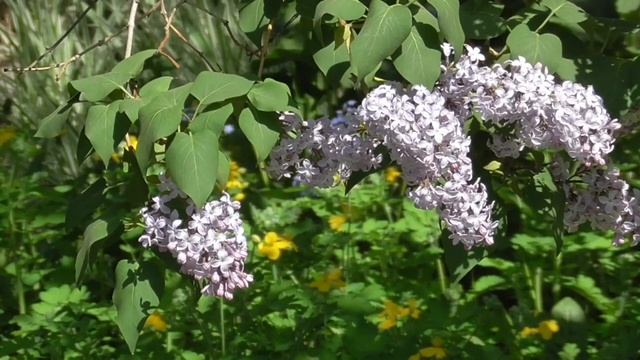 Стойкое сердце 1 Чудо-настрои академика Сытина Г.Н. смотреть онлайн