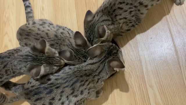 Водопой у котят породы Саванна 😂 смотреть онлайн