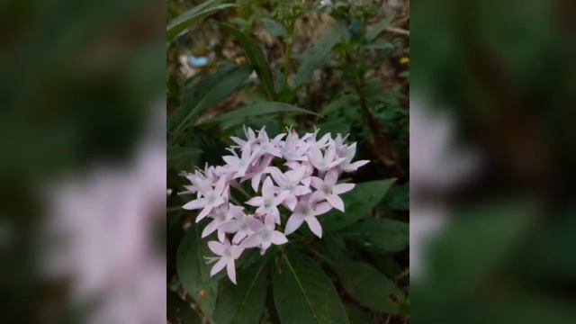 Flowers of south India смотреть онлайн