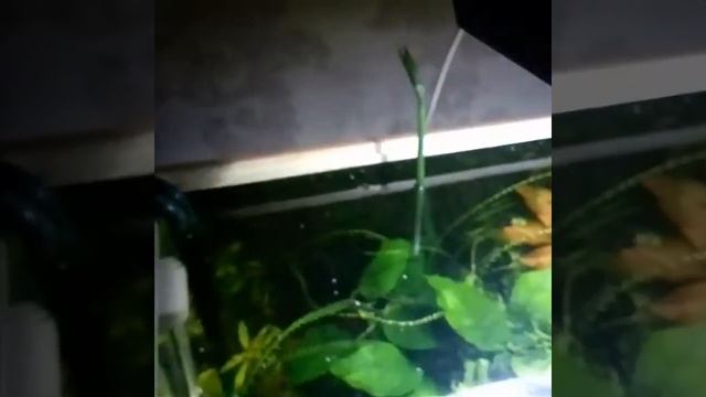 Фотосинтез и бутон кринума смотреть онлайн