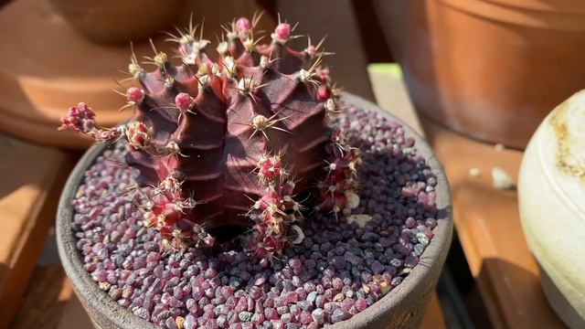 Gymnocalycium mihanovichii var. friedrichii смотреть онлайн