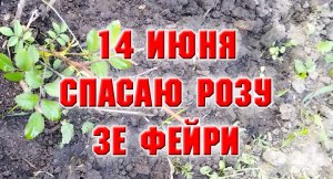 14 июня. Пропадает розочка Зе Фейри. Проливаю розы Янтарином.mp4