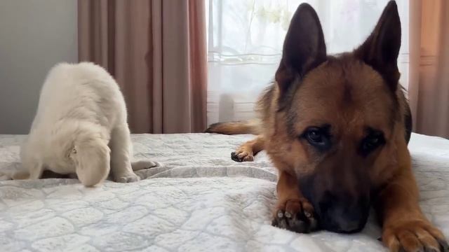 Щеночек играет с овчаркой
