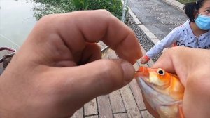 Ловля карпа кои и лофеи (Рыбала на КОмара ?)