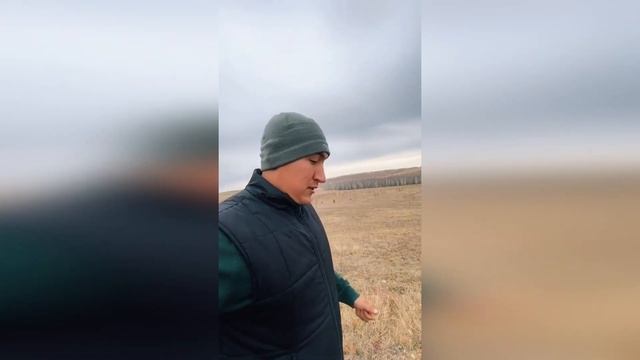 Иерархия лошадей в табуне. Как занять свое место смотреть онлайн