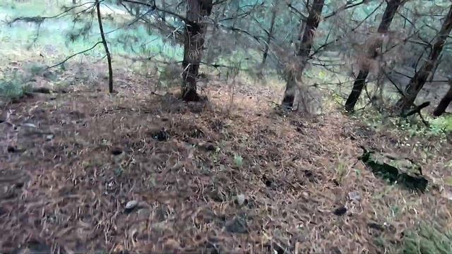 Маслята, после дождика в четверг!!! Ведро грибов за утро. смотреть онлайн