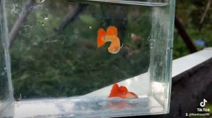 Albino Red Rose #Guppy