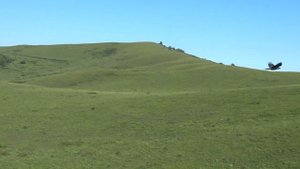 Молодой жеребец, первый год в табуне (3)