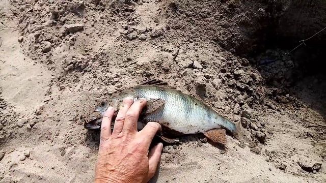 Выход хищника. Рыбалка на живца. Алтайский край. река Чумыш. смотреть онлайн