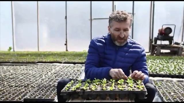 Посадка салата на рассаду смотреть онлайн