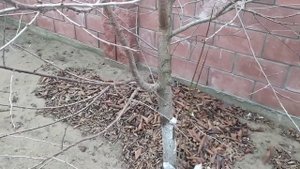 Нормы посадки деревьев и кустов около линии газопровода в Беларуси