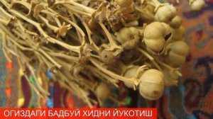 ОГИЗДАГИ БАДБУЙ ХИДНИ ЙУКОТИШ ТЕЗ ОССОН