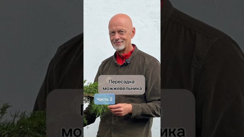 Пересадка можжевельника. Часть 2.