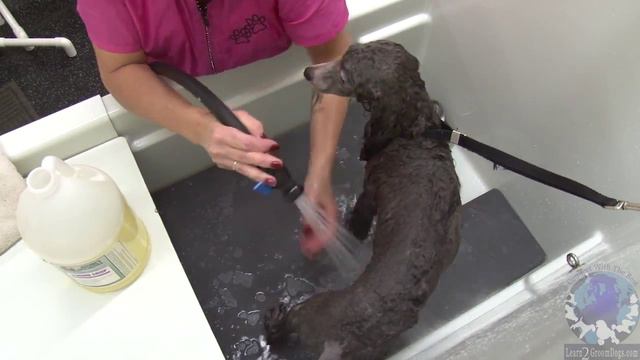 Foundation Skill Review: Bathing & Drying a Young Show Poodle смотреть онлайн