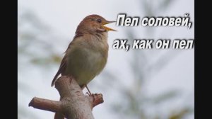 ПЕЛ СОЛОВЕЙ, АХ, КАК ОН ПЕЛ