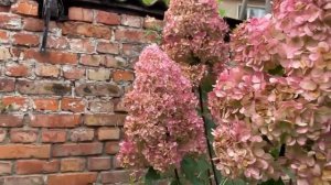 ГОРТЕНЗИИ В МОЕМ САДУ. ОСЕНЬ