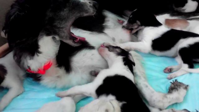 Утренние игры щенков смотреть онлайн