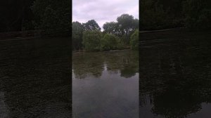 Карп метает икру