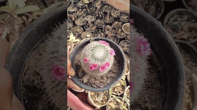 Gorgeous Mammillaria Hahniana Cactus Bloom. #MammillariaHahniana #CactusBlooms #DesertFlowers