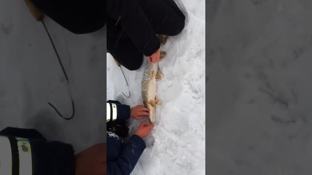 Щука на жерлицу смотреть онлайн