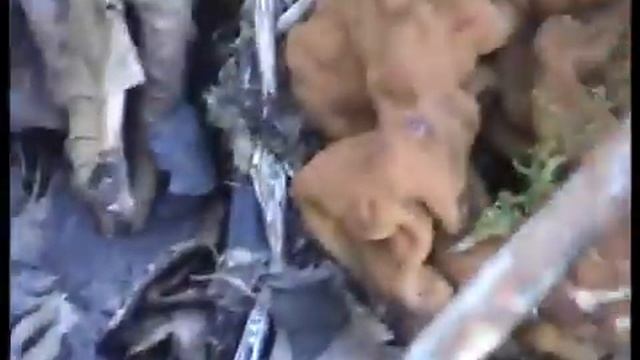 Грибы Строчки оранжевые Народные гуляния в лесу смотреть онлайн